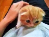 lustige Katzenvideos Katzenbaby Babykatze wird gestreichelt voll suess Videos von Katzen