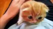 lustige Katzenvideos Katzenbaby Babykatze wird gestreichelt voll suess Videos von Katzen