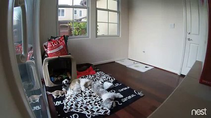 Dogs react to Earthquake Gus and Gizmo Sense their First Earthquake August 17, 2015 at 6_49 AM