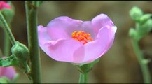 A Year in the Desert, Anza-Borrego  (trailer)