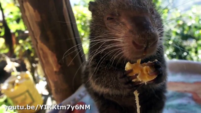 Ces animaux qui mangent des bananes vont vous faire fondre