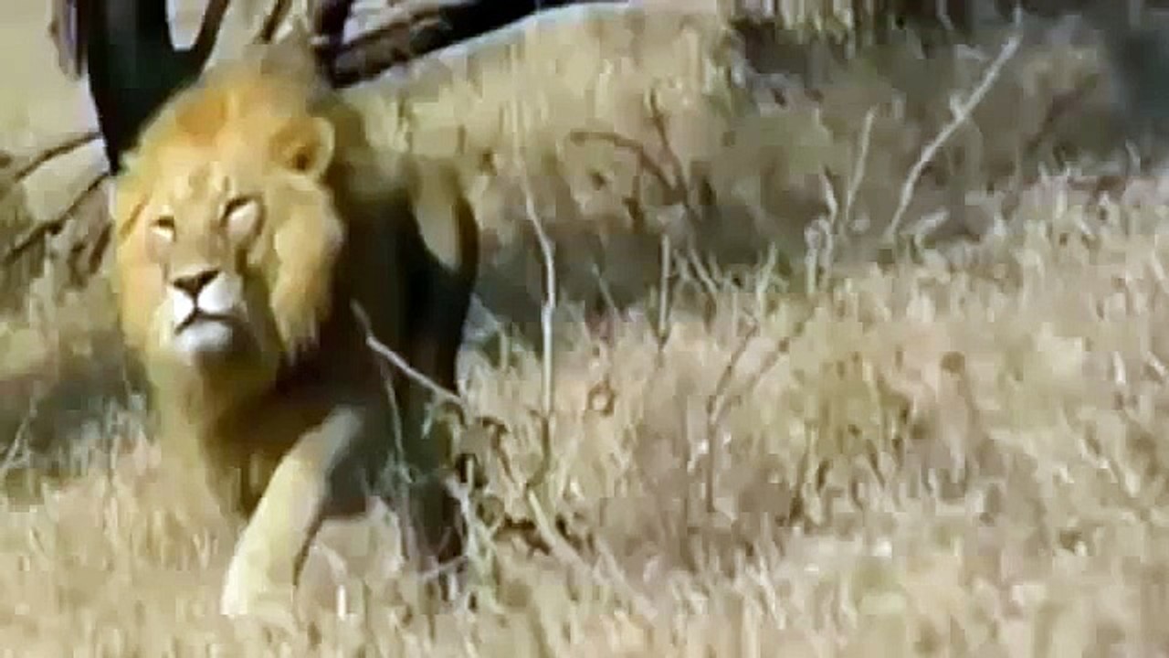 Lion vs Cheetah Real Figt to Death   Animal Documentary 2015