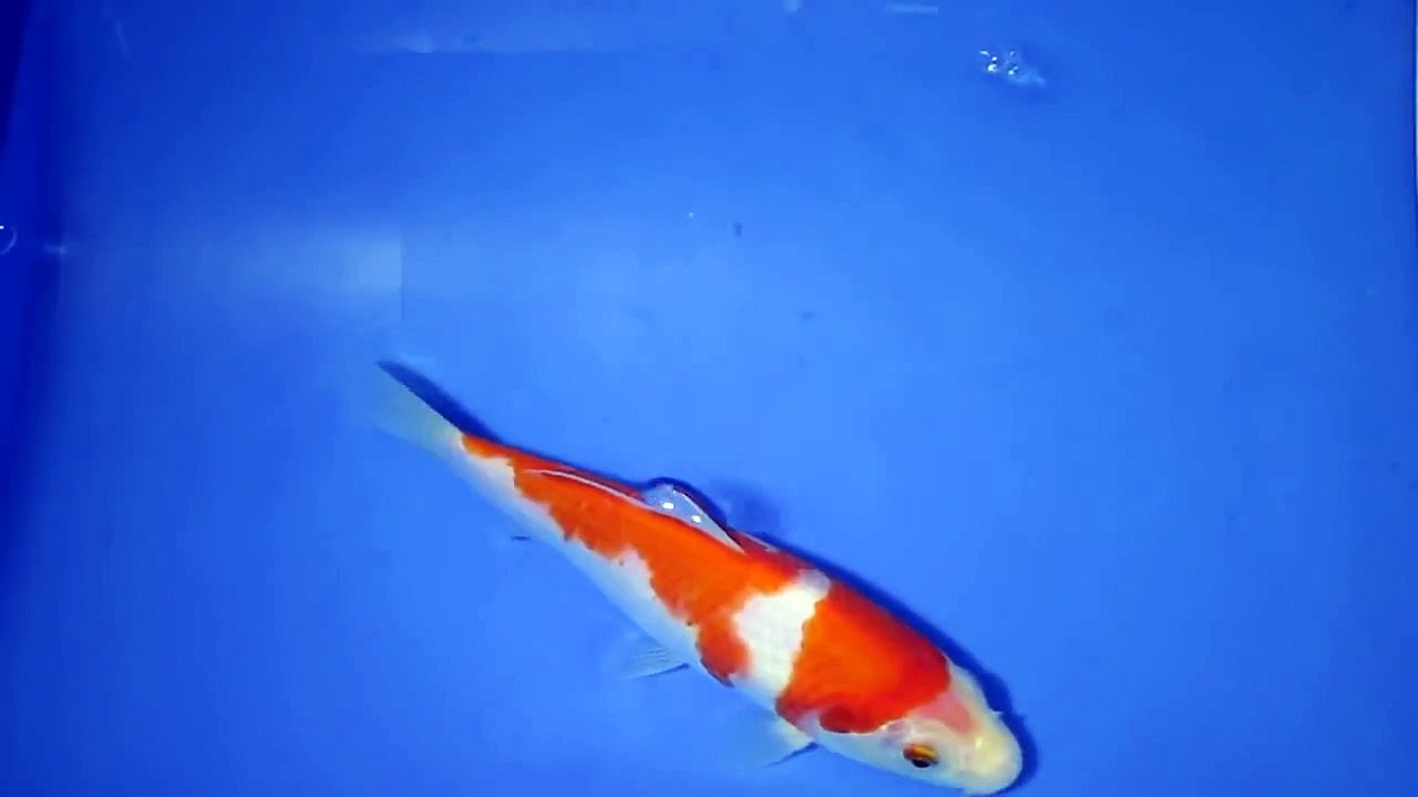 Japanese Imported Kohaku live koi fish