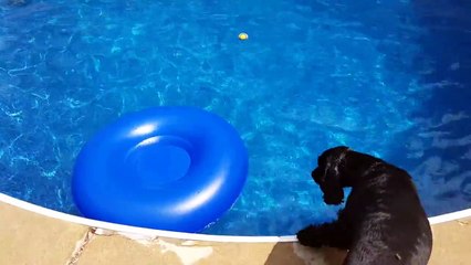 Chien intelligent ruse pour attraper sa balle perdue