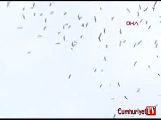 Leylek sürüsüne dalan uçak bu hale geldi