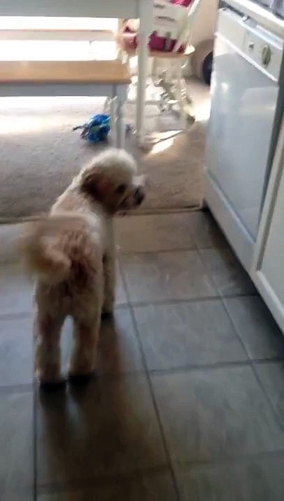 Mon chien a piquer mes lunettes