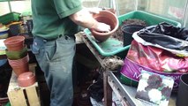 How to start off dahlia tubers in the greenhouse - Tims Tips from Directbulbs