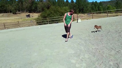 Un adorable poulain miniature de 3 jours s'amuse avec un homme