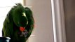 Eko the eclectus talking