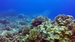 Frog Fish Free Swimming - Kona Hawaii - GoPro Hero3+