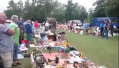 Escaped Elephant Visits Car Boot Sale