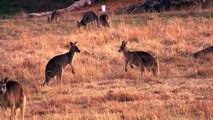 Kangaroo Pair Engage in a Playful Duel