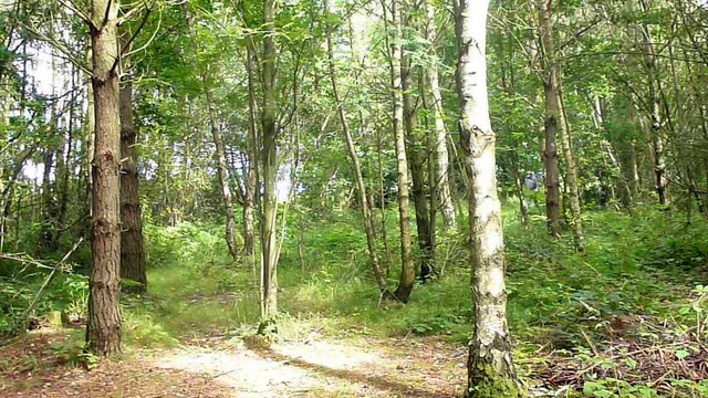 Camp at Brockwell Woods - Back To Nature Camping Experience