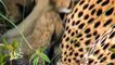 Leopard Vs Jaguar ! Animal Planet 2015 - Wildlife Documentary National Geographic Animals