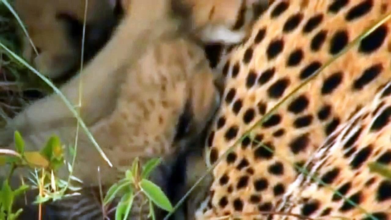 Leopard Vs Jaguar ! Animal Planet 2015 - Wildlife Documentary National