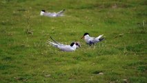 Common tern feeding chicks;  call - Flussseeschwalbe füttert Kücken; Rufe