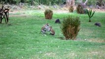 Kenya-Amboseli serena lodge旅館房間後院的猴群