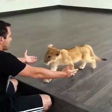 Lion cubs are just big kitties