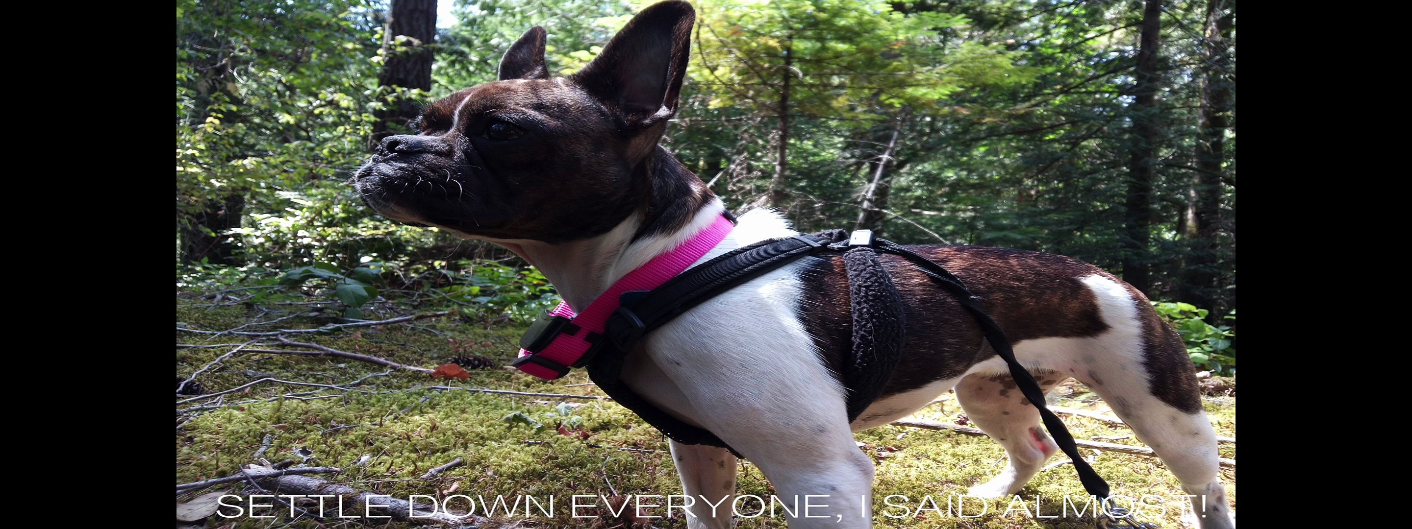 LeTV Le 1 X600 Smartphone Review: Camera & Battery Life