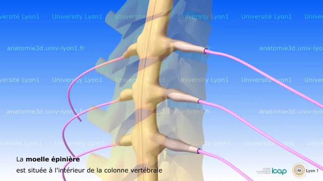 Neuro-anatomie : anatomie et physiologie de la moelle épinière