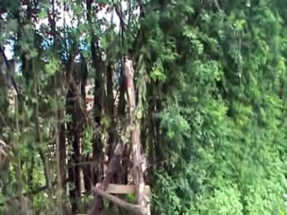 Tree Lucerne Hedge being harvested for Fodder while using it as a windbreak protecting cash crops