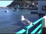 Cool bird in Avalon, Catalina Island