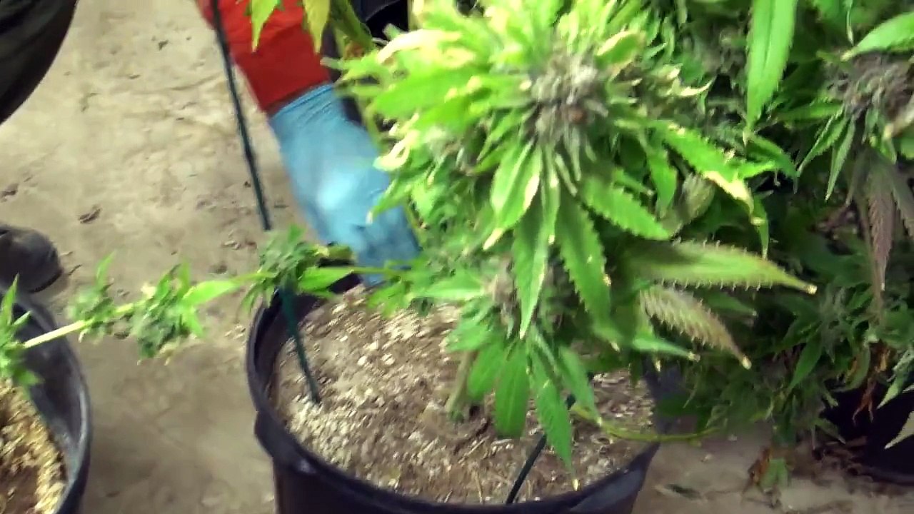 HOW TO HARVEST BIG MEDICAL MARIJUANA BUDS INDOORS, BY BROWNDIRTWARRIOR
