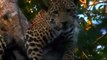 THE ELUSIVE JAGUAR Animal [Big Cats Wildlife Documentary] attack,hunting
