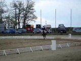 welsh cob dressage