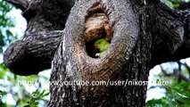 Curious Rose ringed parakeet baby in the nest cavity 