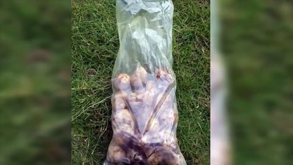 Как почистить ВЕДРО КАРТОШКИ за одну минуту