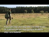 Gundog Training - Spaniel Teaching Stop on a Retrieve Using the Whistle (for all commands)