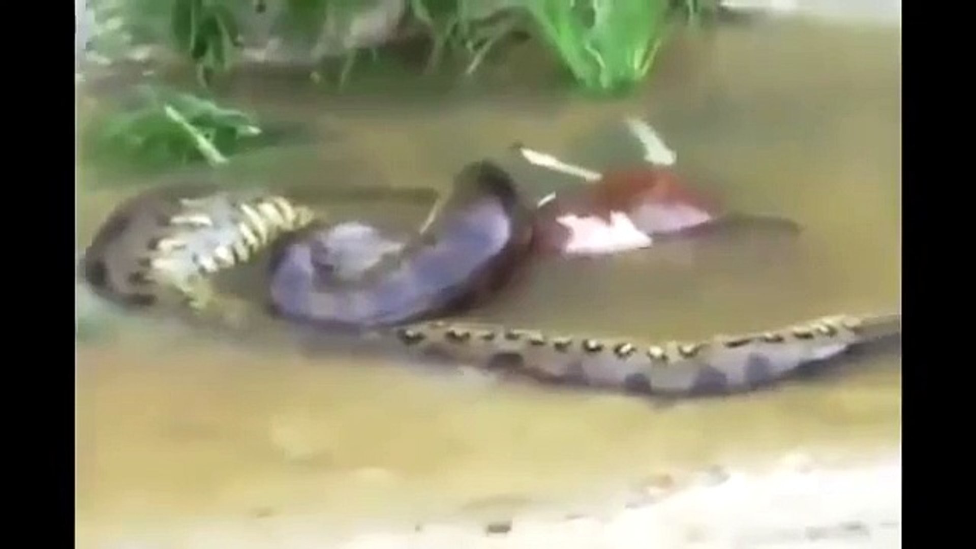 World's Biggest Animals All Time | TOP 10 Biggest Animals| Huge Animals