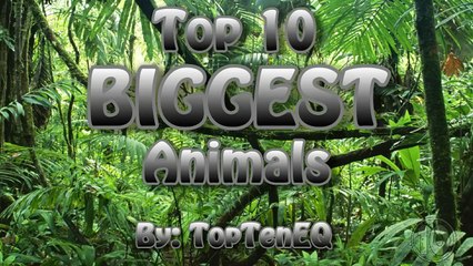 Top 10 Biggest Animals On Earth