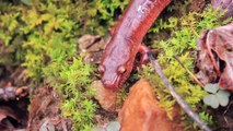 Spring Salamander! Field Herping at Sweetwater State Park