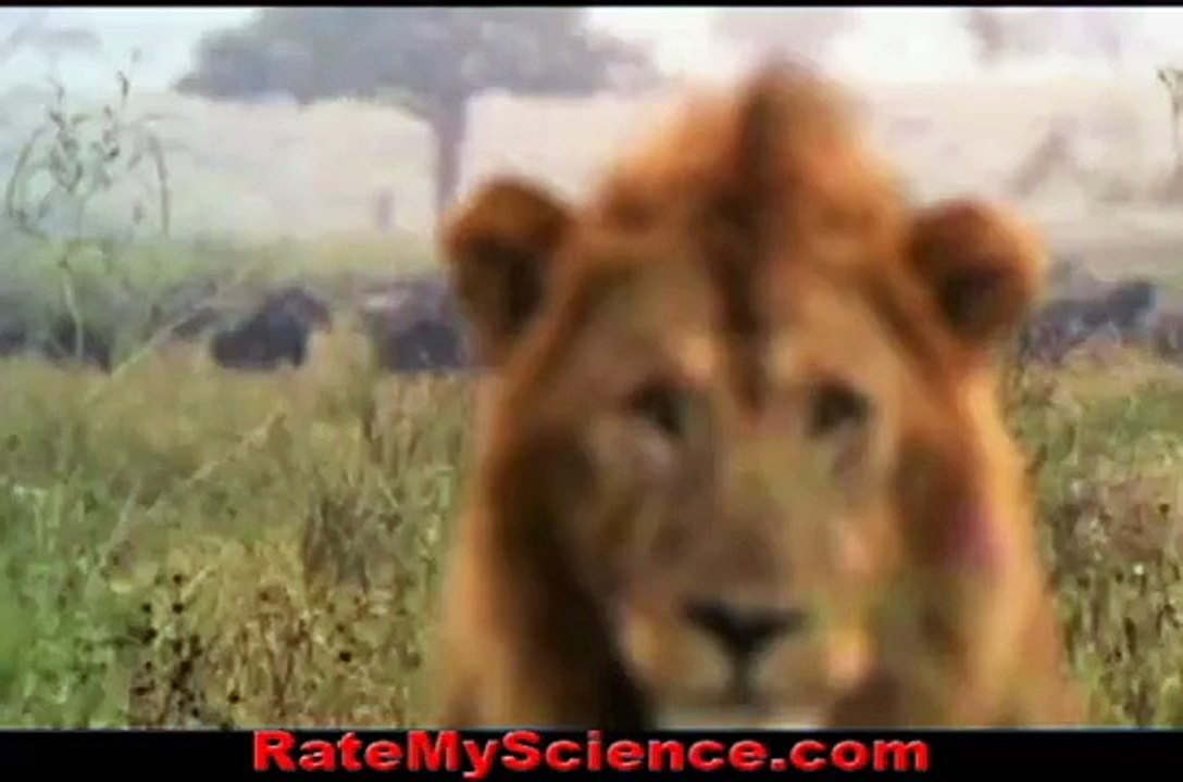Golden eagle captures a rabit, Rate My Science