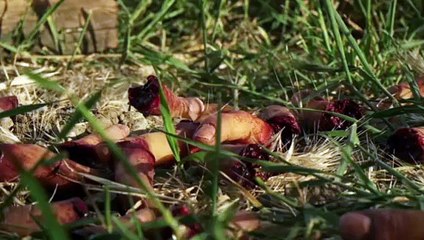 Here Comes the Devil Trailer