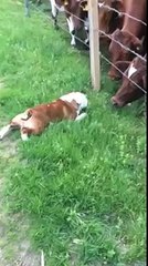 Bulldog meets bull!