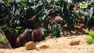 Le suricate, une mangouste sociable qui vit en famille !