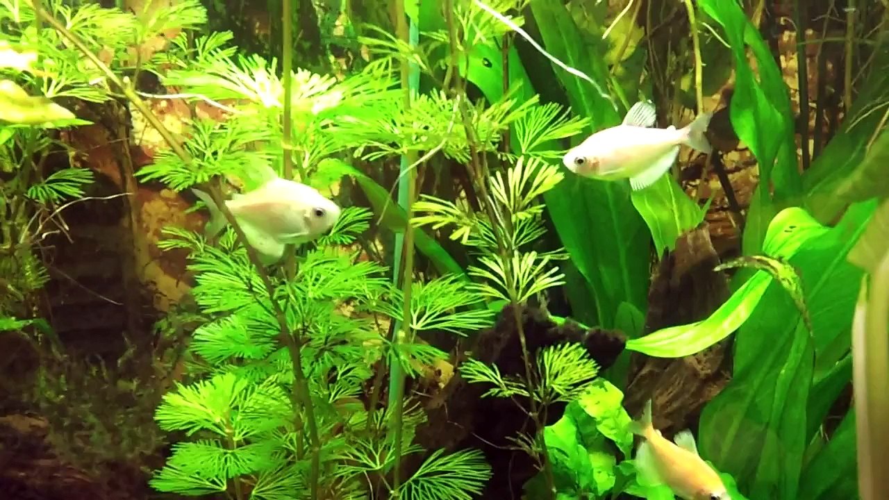 Aquascaping Basics - Cultivating Aquarium Plants