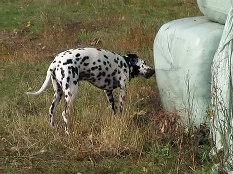 How an almost smiling and very  smart cat survives a stupid dog....