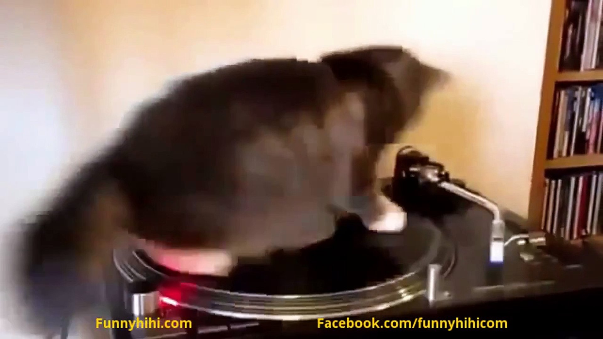 Funny Cats Funny Cat Videos 2015 Funny Animals Videos Funny Cat compilations