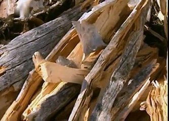 Survival - Kampf ums Überleben - S01E02 - Am Polarkreis (1/2)