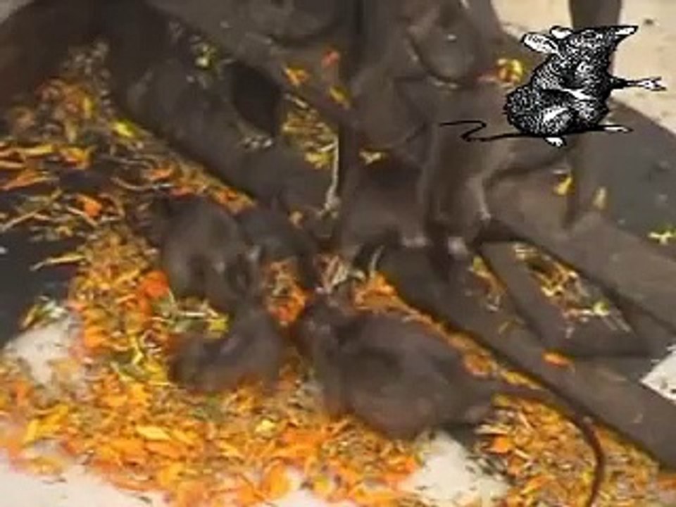 THE  RAT TEMPLE Karni Mata Mandir  Rajesthan
