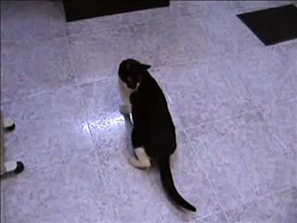 Sindrome vestibular en un gato doméstico
