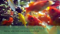 GreenSpot fish pond Aquaponics גרינספוט אקוופוניקה בבריכת דגים