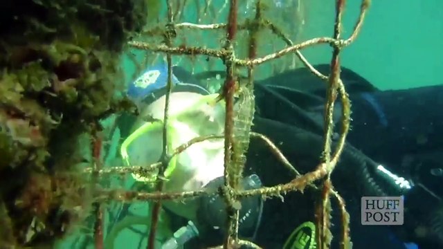 En Australie, un hôtel pour les hippocampes menacés d'extinction