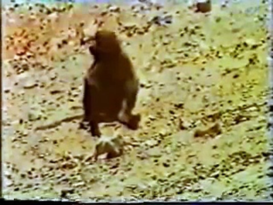 قرود مضحكة