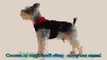 Design Pet products dog clothes puppy clothin