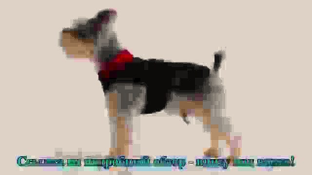 Design Pet products dog clothes puppy clothin